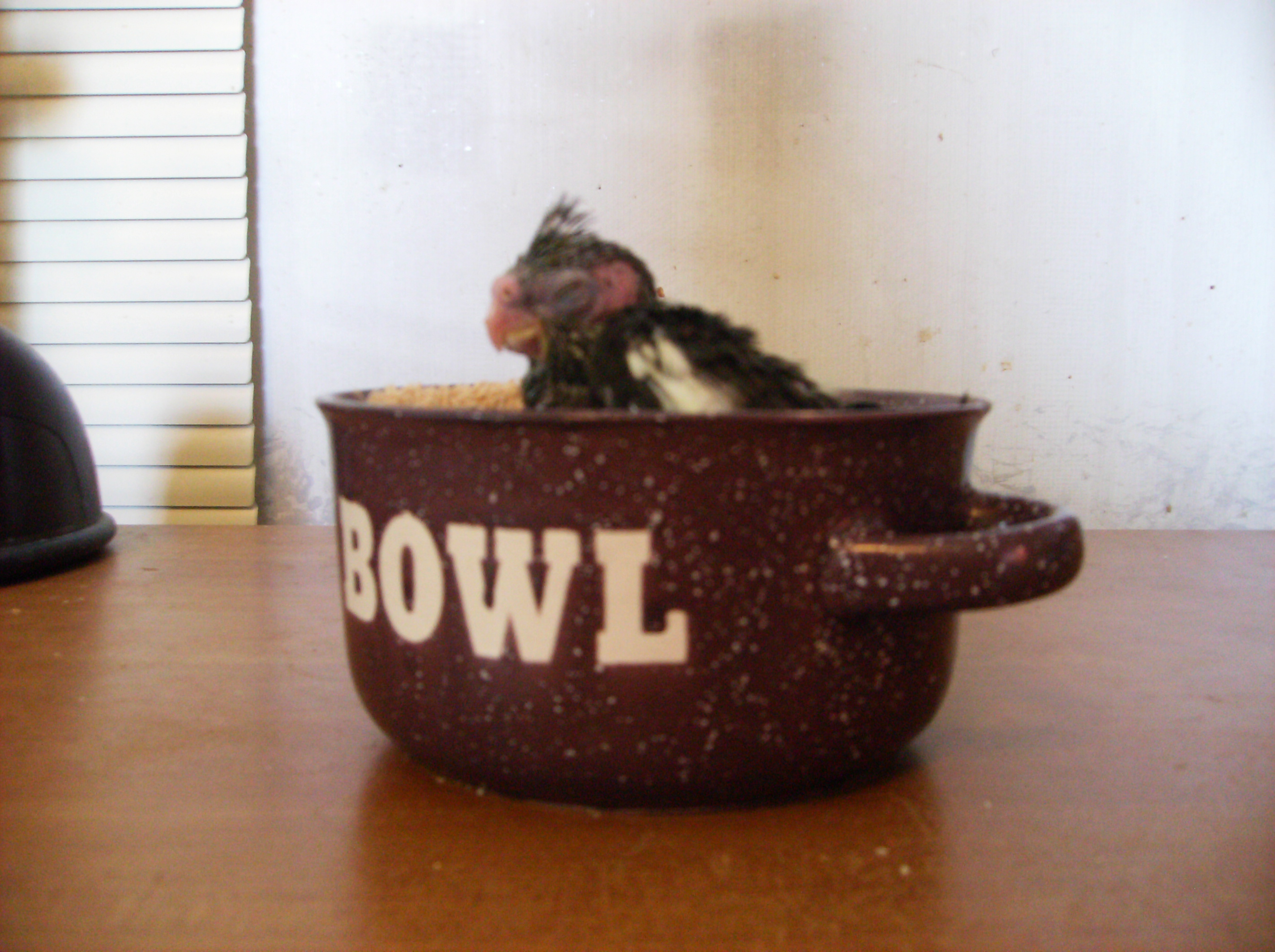 Bird in a Bowl One