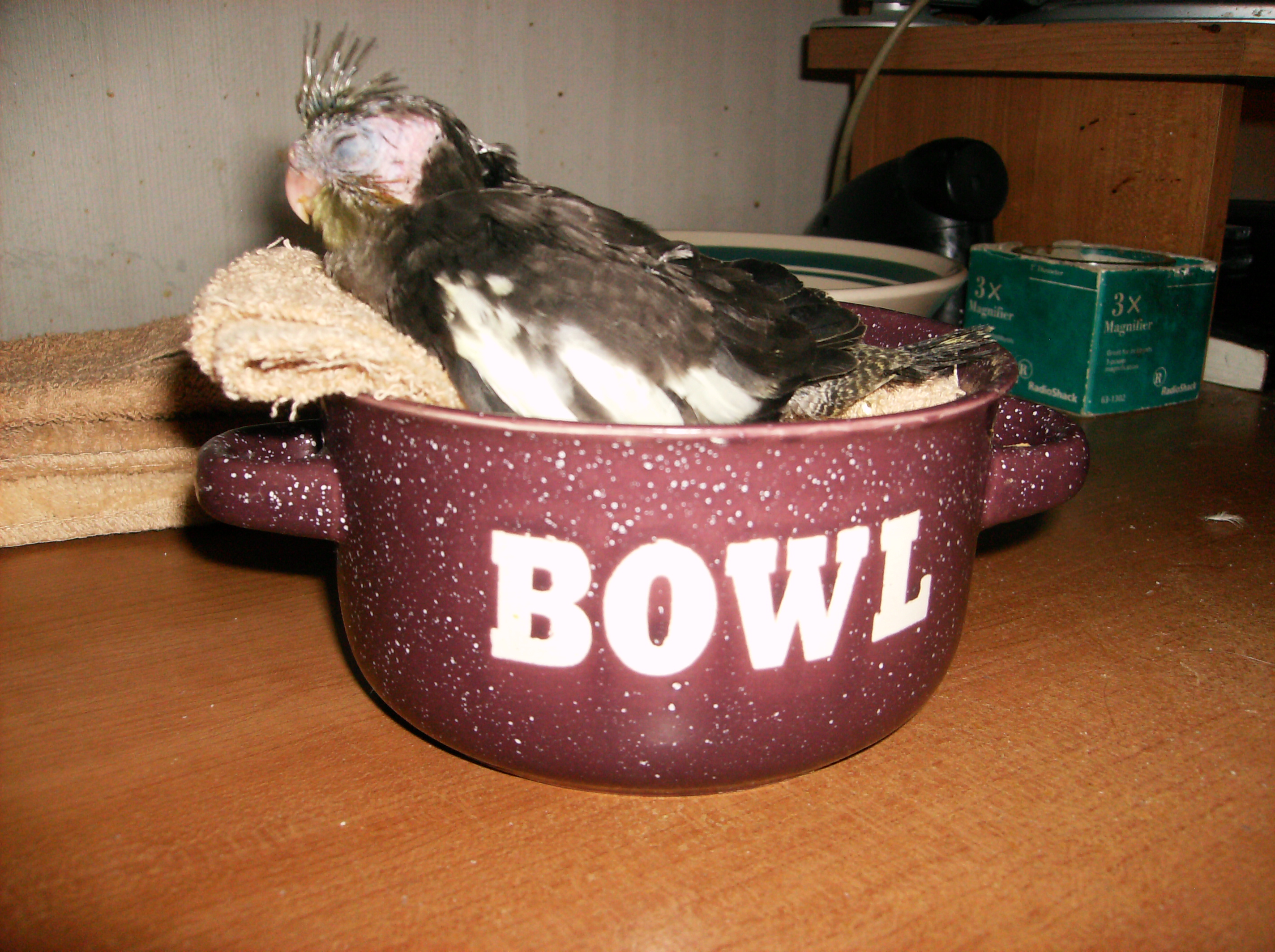 Bird in a Bowl Two