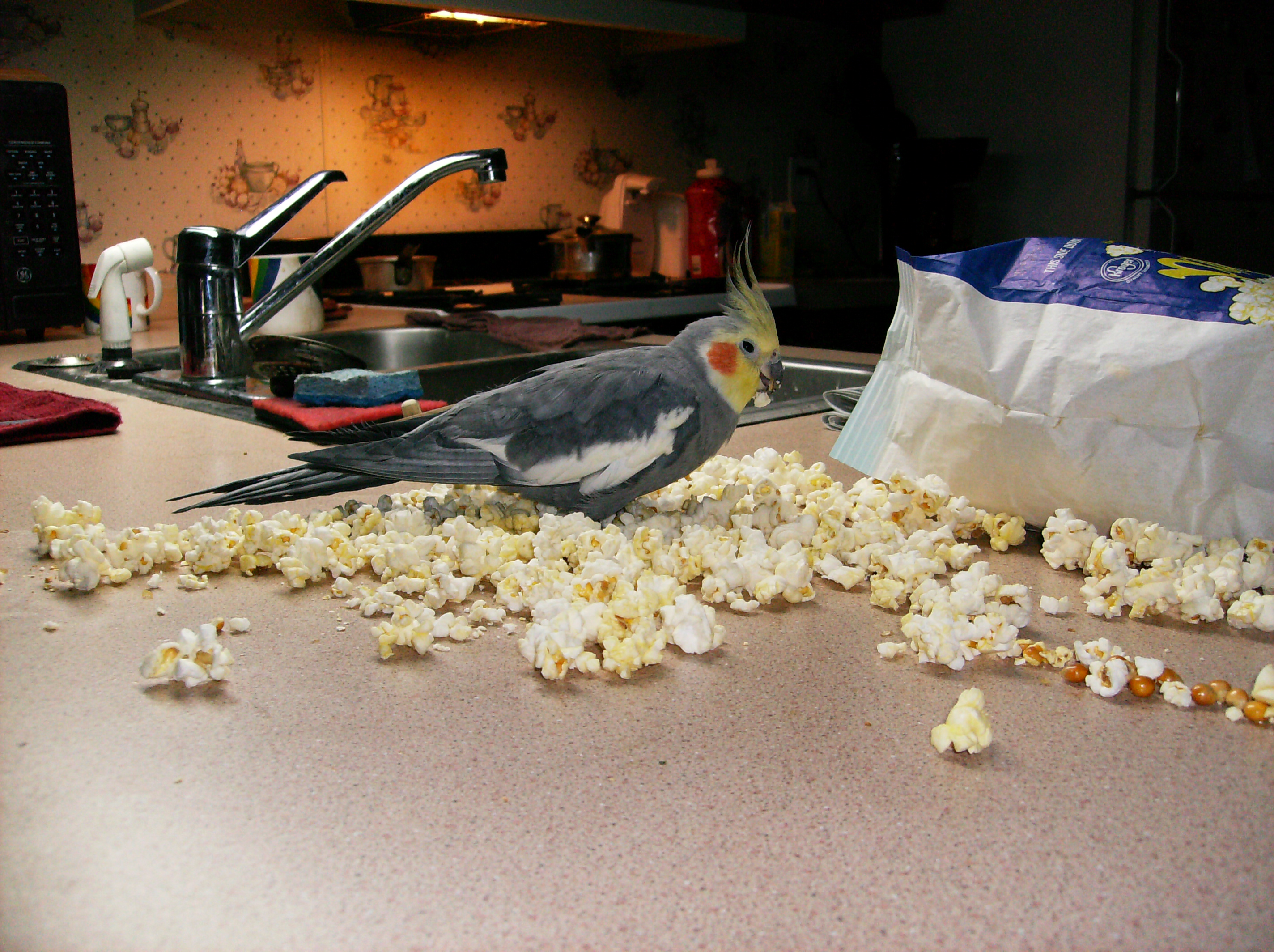 Pretty Boy pigging out on popcorn.