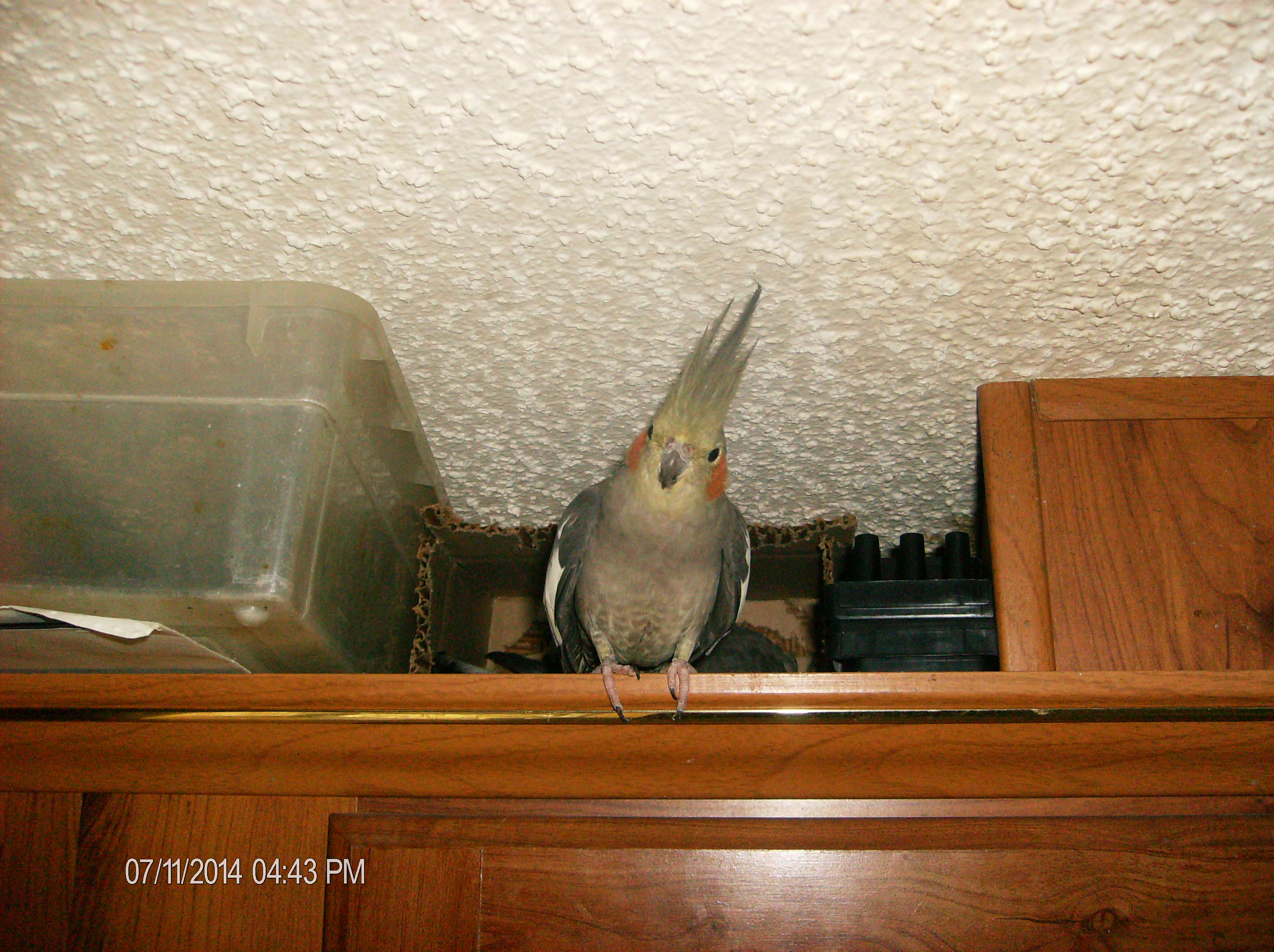 Sugar in One of the Nest Boxes