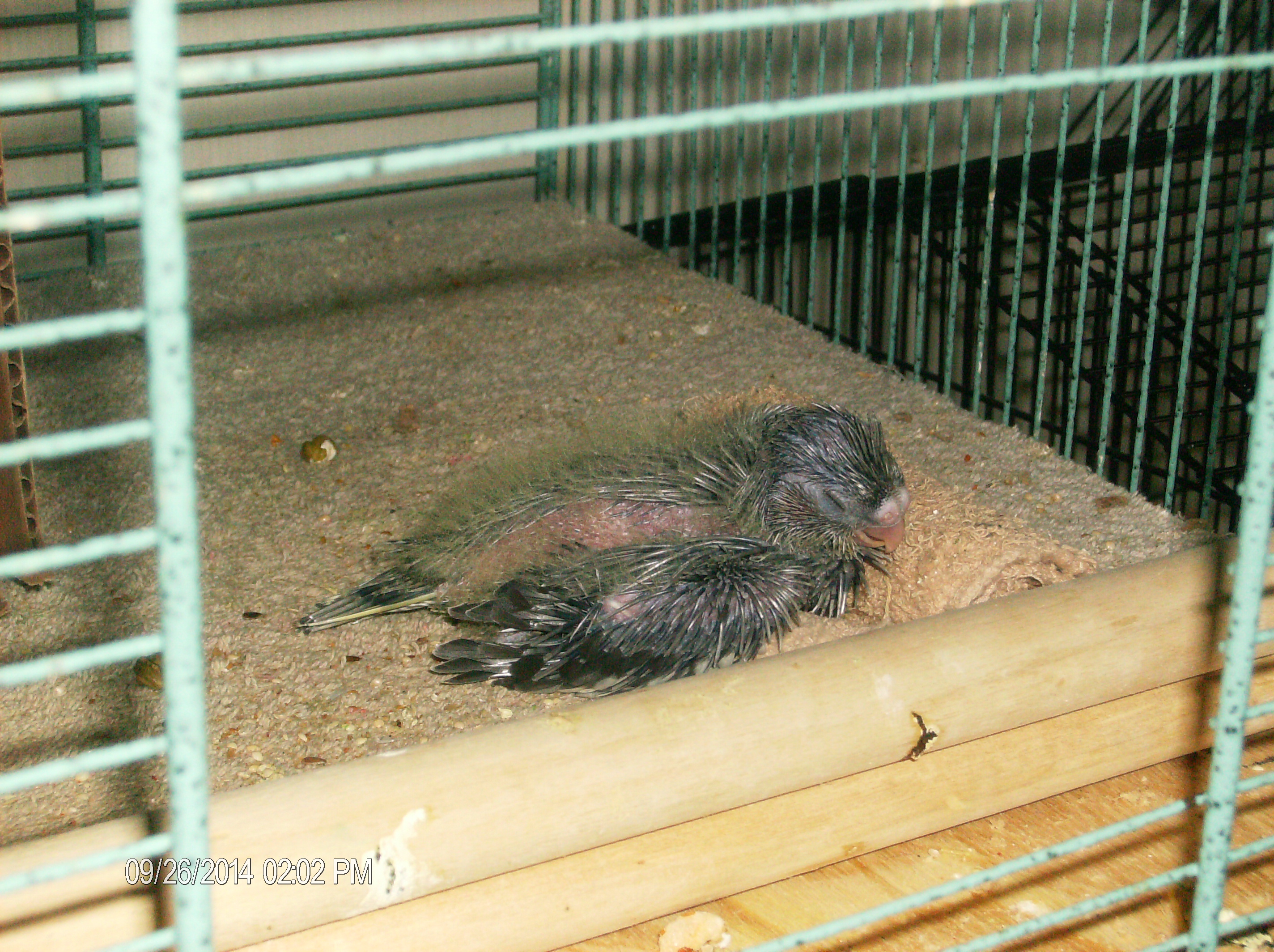 Baby at Two and One-Half Weeks