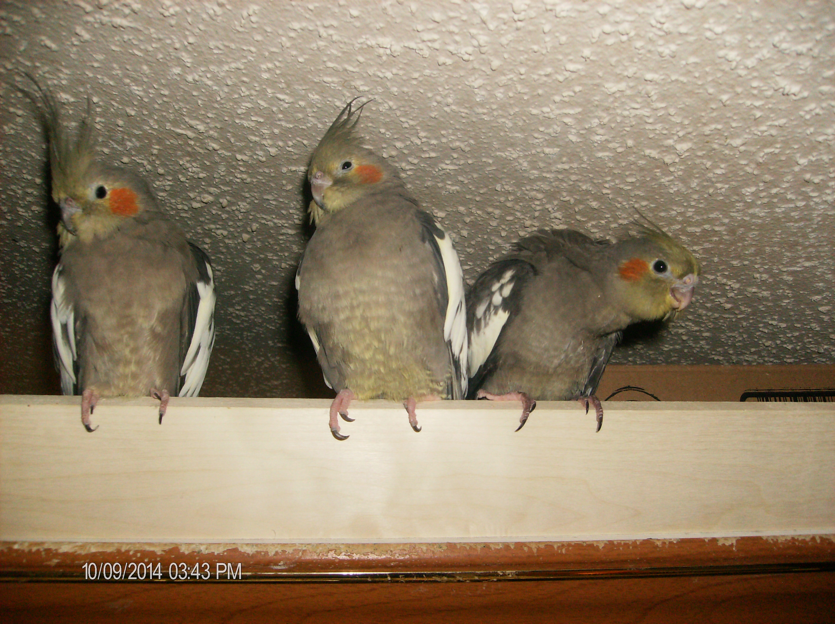 Sugar, Carly, and Baby