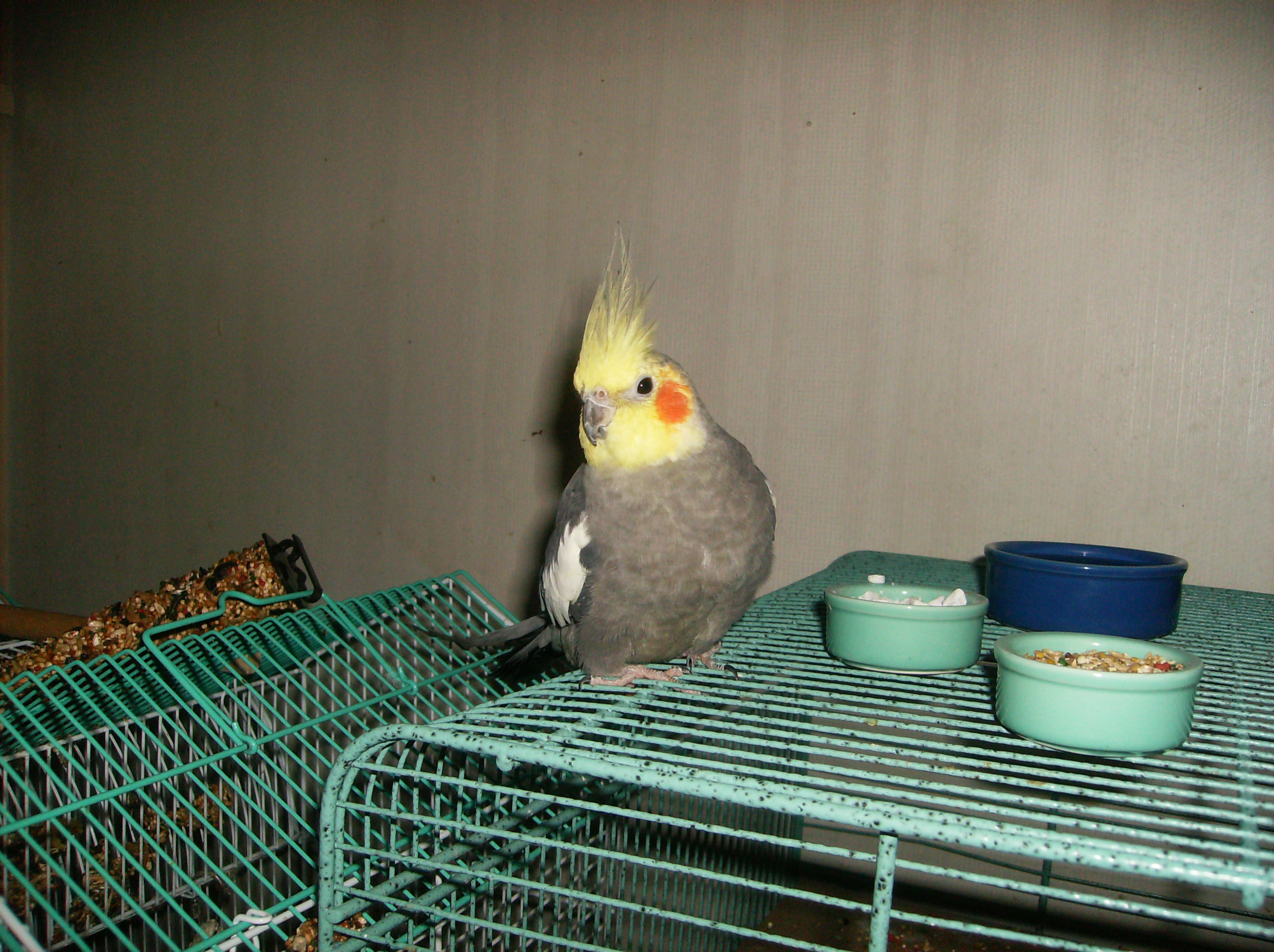 Spike Ready to Pounce