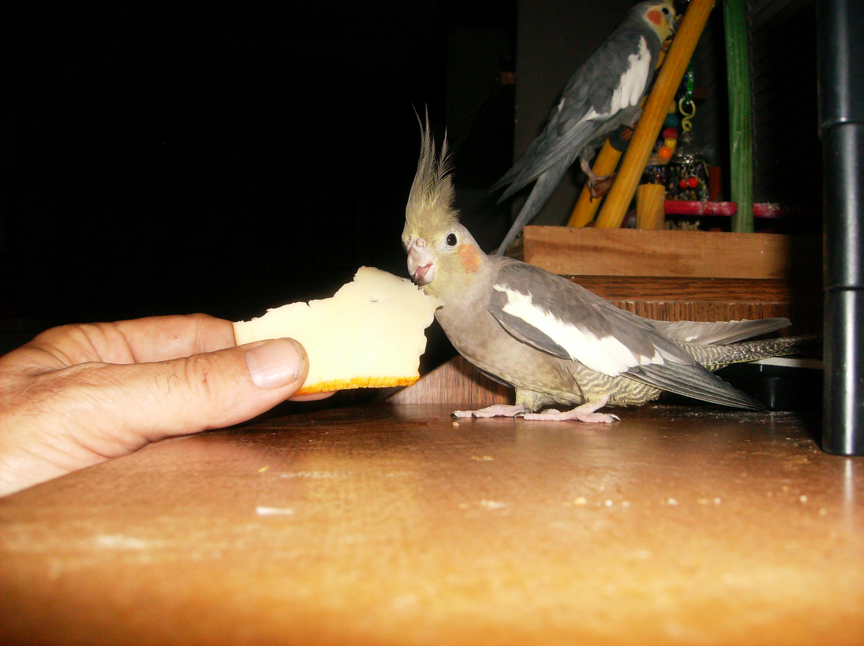 Muenster Cheese - Carly