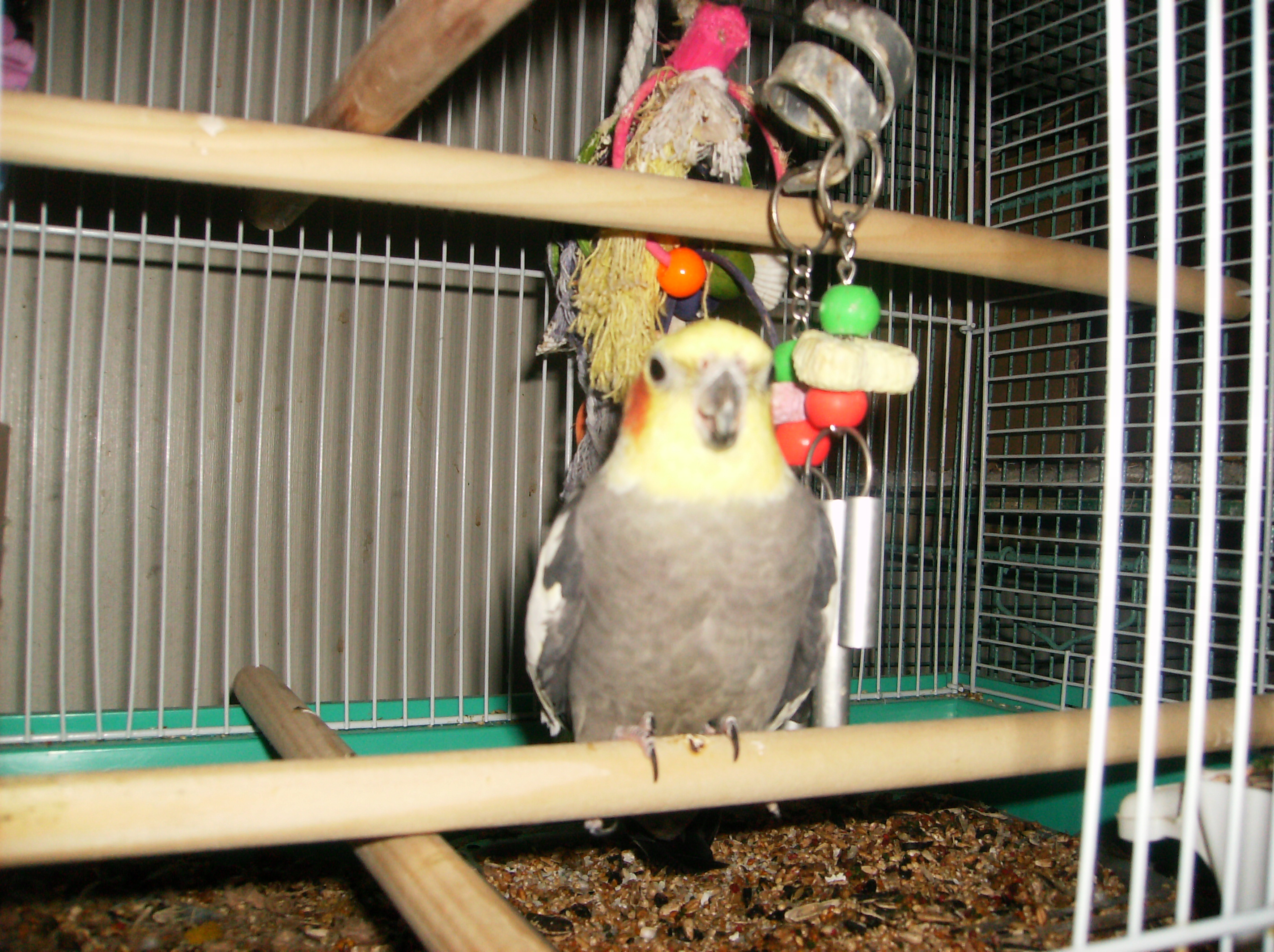 Spike Guarding the Cage