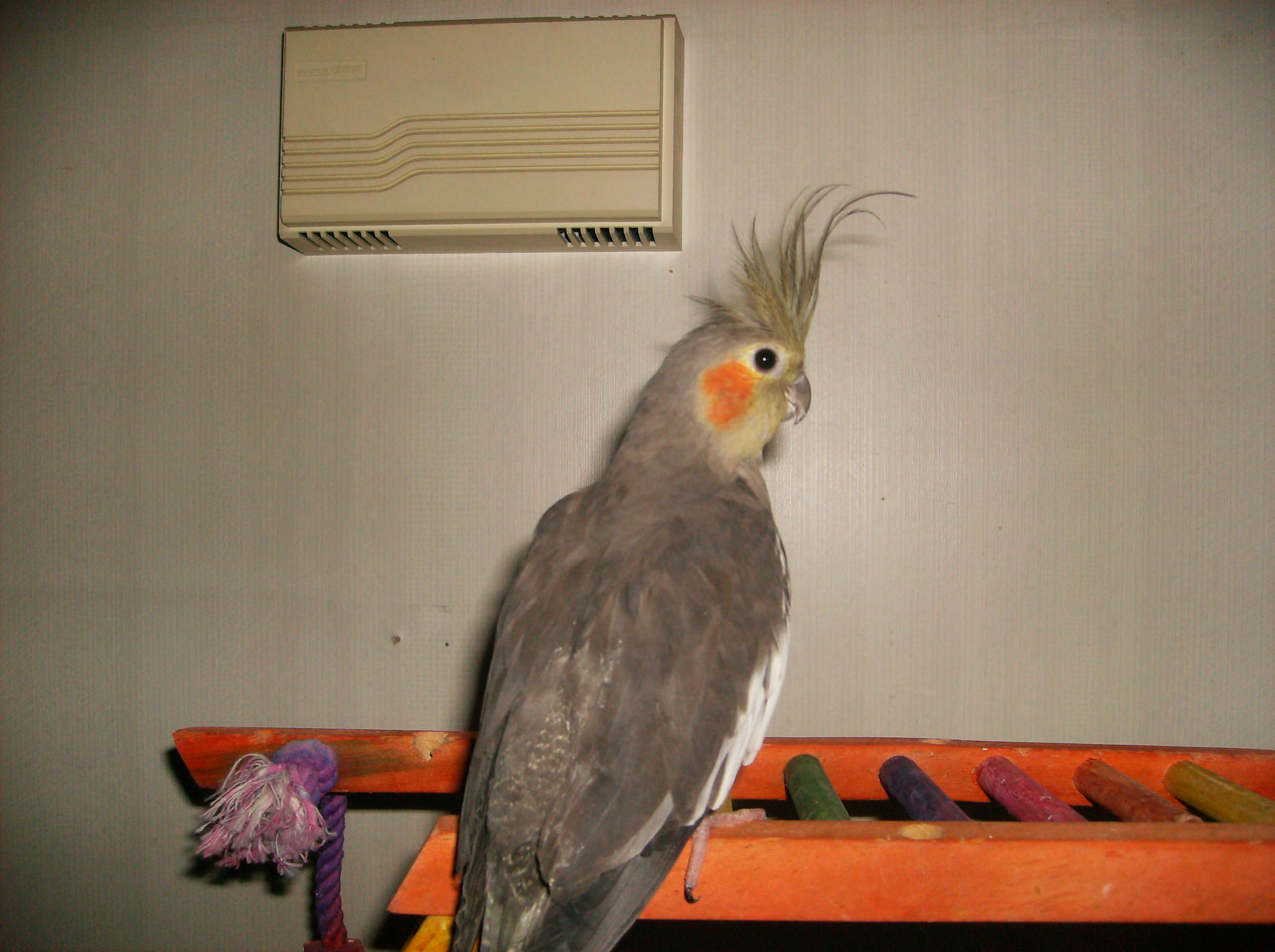 Sugar Eye-balling the Camera