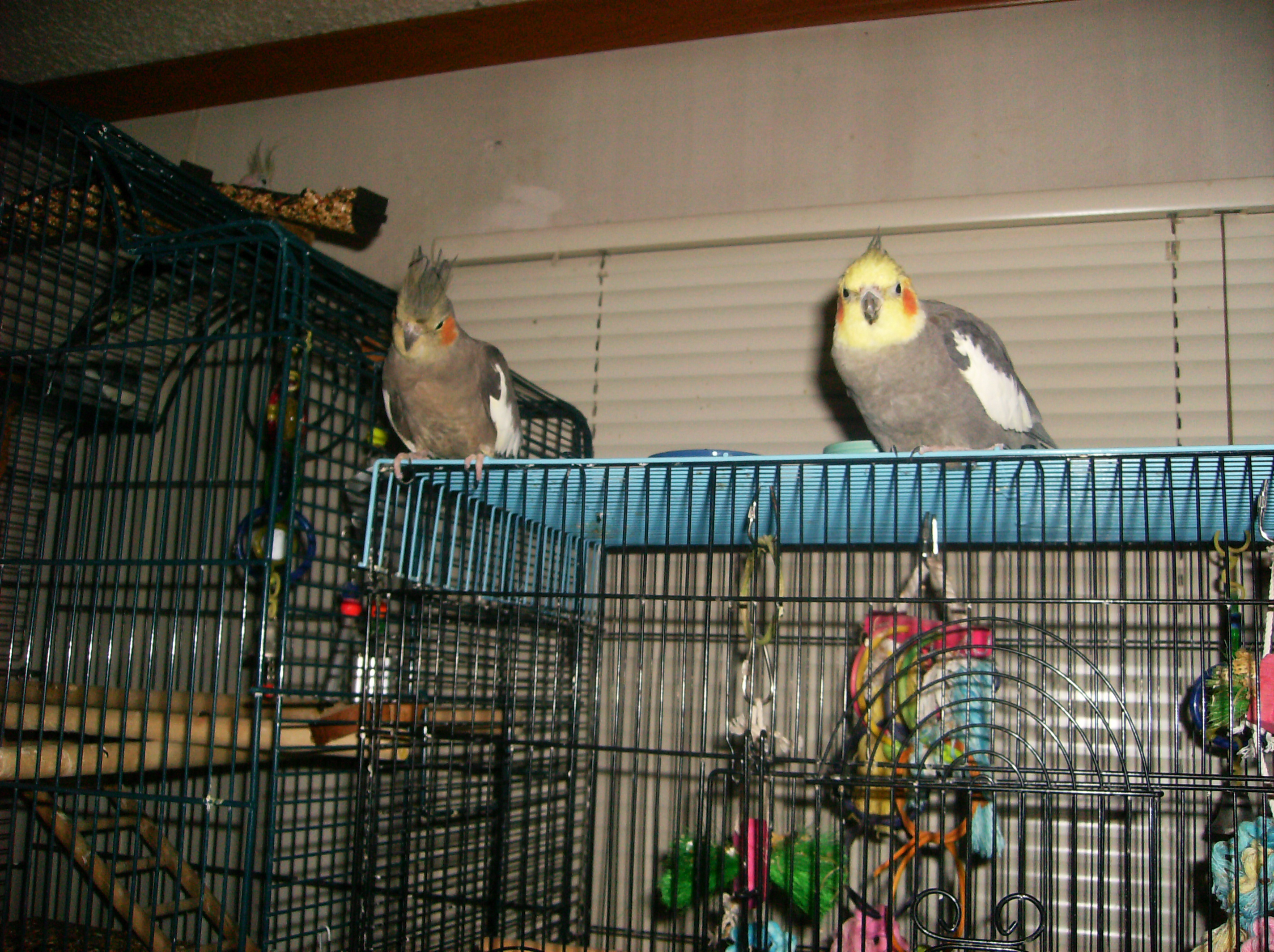 Sugar and Spike Hanging Out