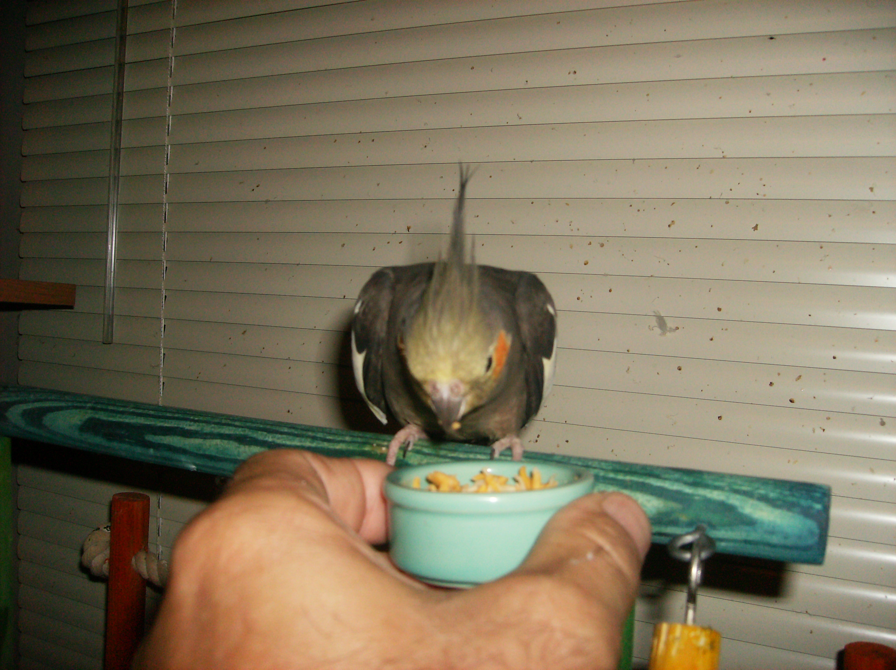 Sugar Eating Taco Cheese