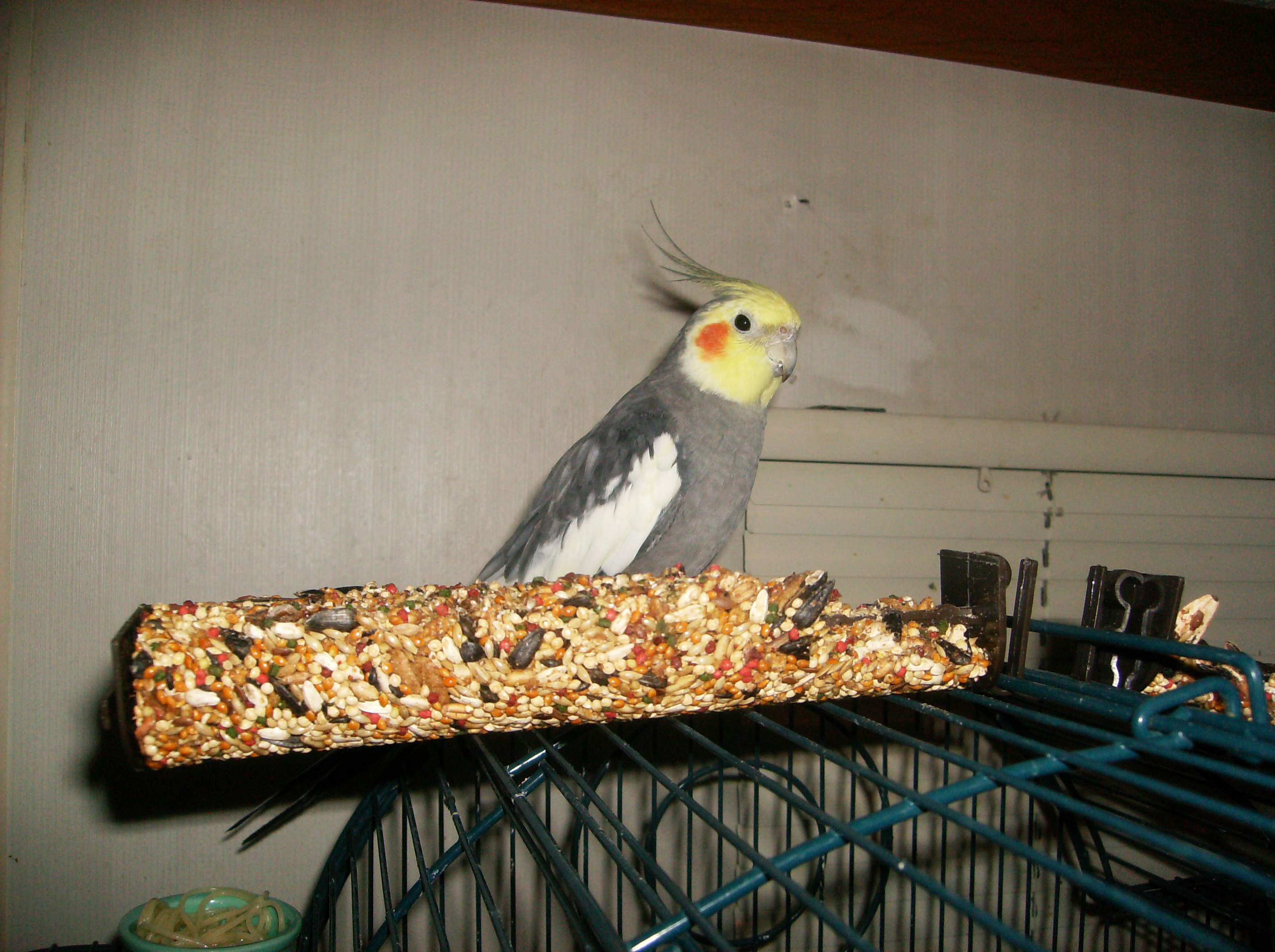 Spear Snacking on a Honey-Seed Treat