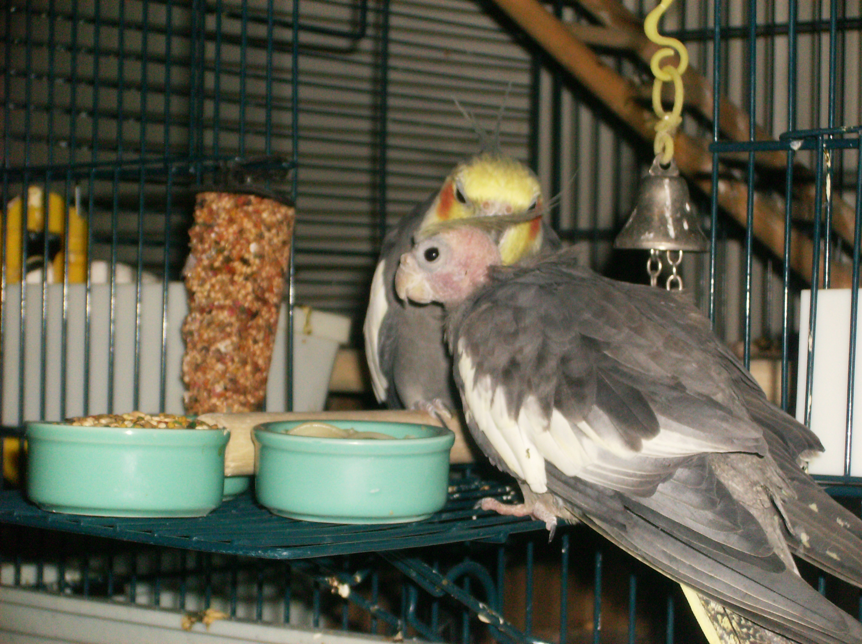 Spear Grooming Spice